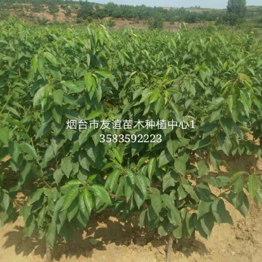 烟台俄罗斯8号樱桃苗 