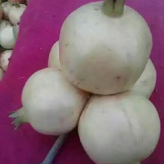 怀远县石榴  好吃不贵