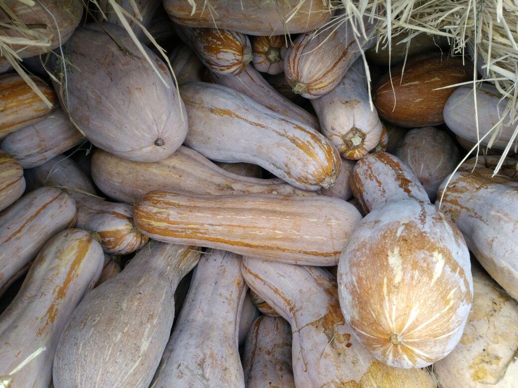 金韩蜜本南瓜 6~10斤 长条形