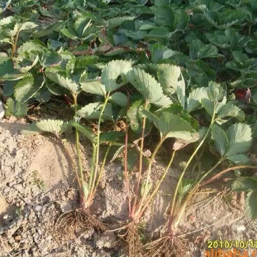 泰安天仙醉草莓苗 地栽苗 20~30公分