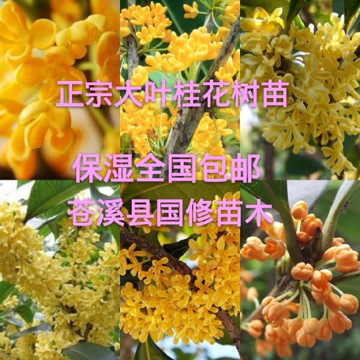 苍溪县桂桂花树苗 八月桂金桂花树苗 公司直销 量大价优