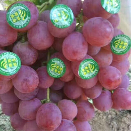夏县红提