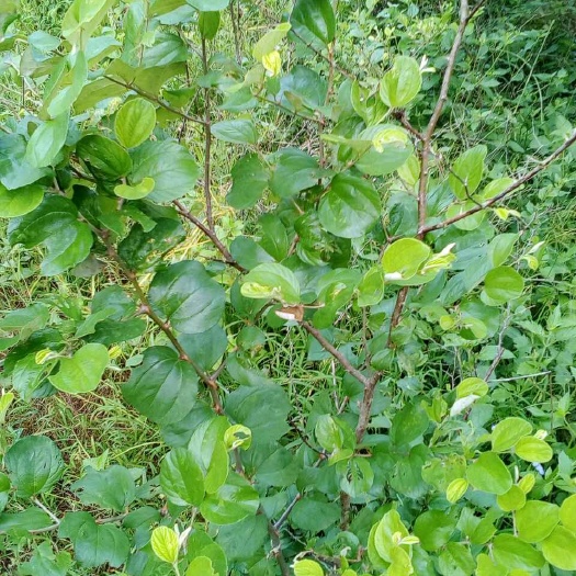 灵山县大青枣苗 