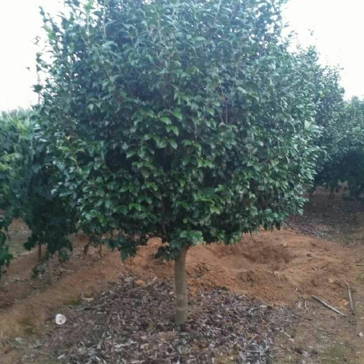 灵川县花露珍 140cm以上