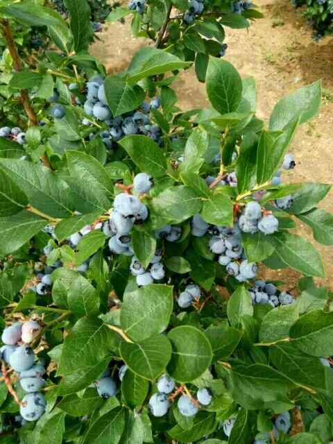 泰安北陆蓝莓苗  蓝丰蓝莓苗