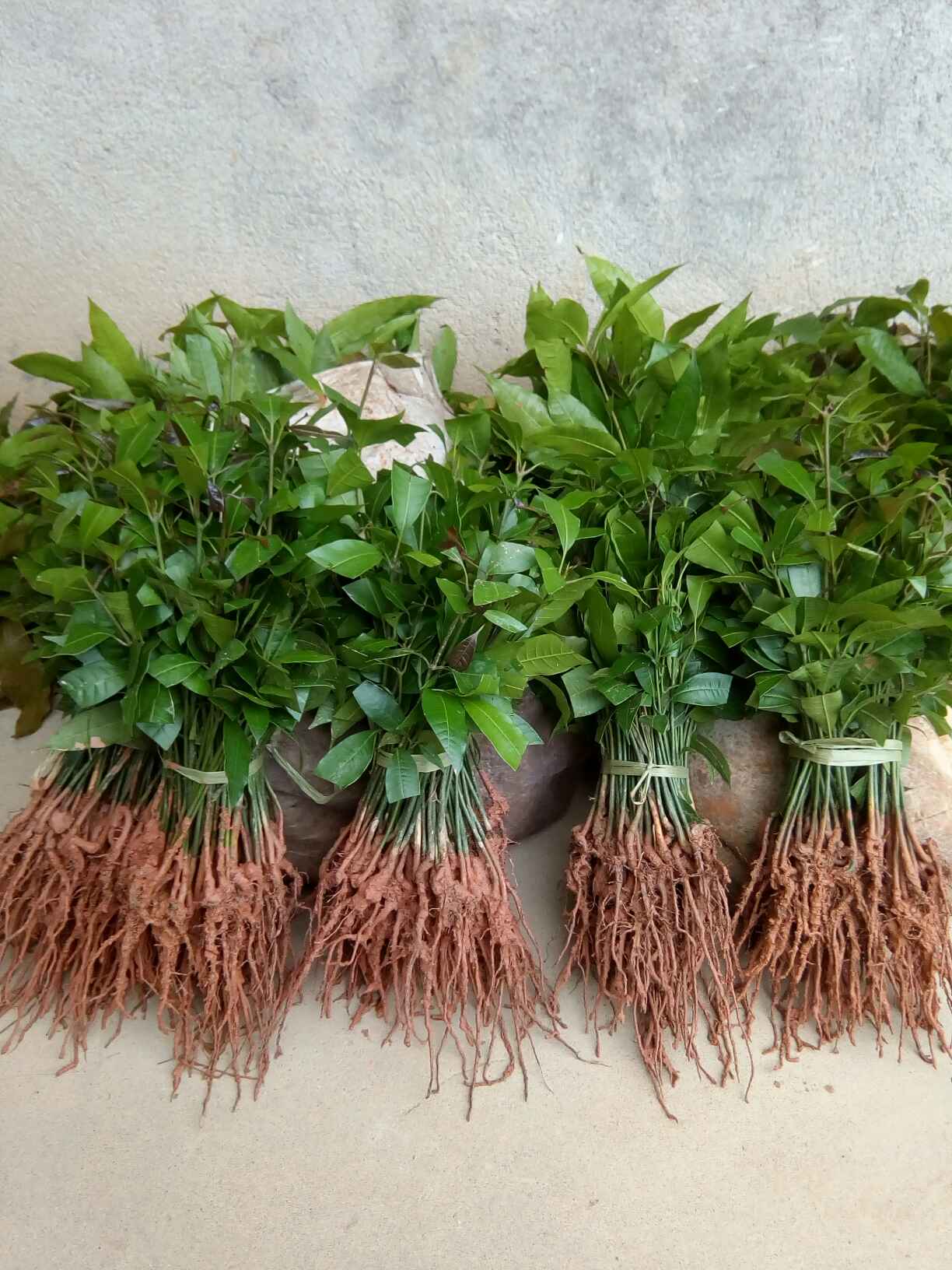 灵山县芒果直生苗（实生苗）