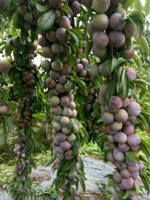 天峨县珍珠李苗