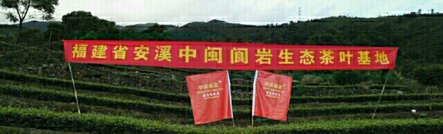 安溪县铁观音 茶汤鲜醇，口感浓厚