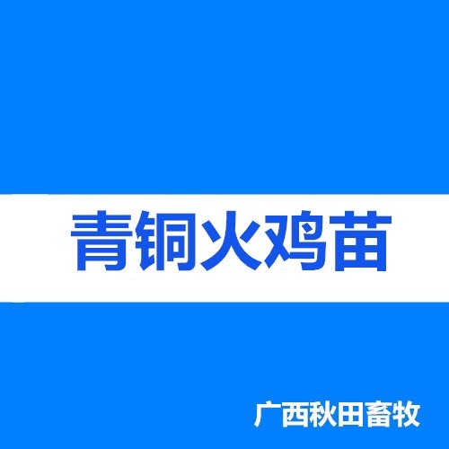 南宁火鸡苗 