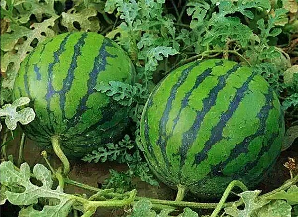 渭南京欣西瓜 6斤打底 1茬 9成熟 有籽
