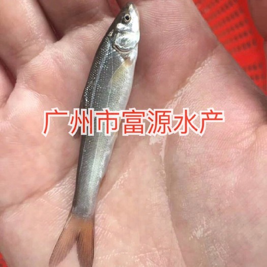广州银鳕鱼苗
