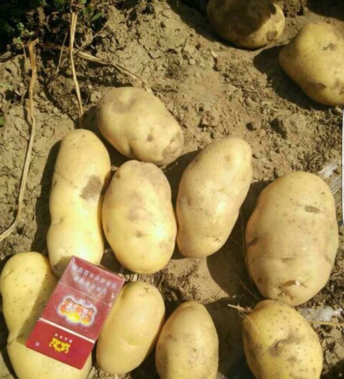 超荷兰15号土豆 3两以上
