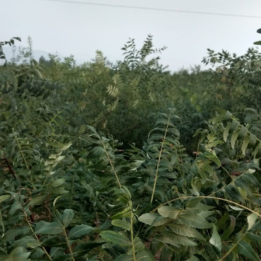 绛县栾树北栾树产地批发优质北栾树品质保证
