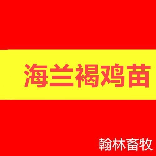 南宁海兰褐壳蛋鸡 母