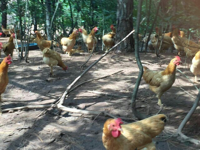衡阳湘黄土鸡苗