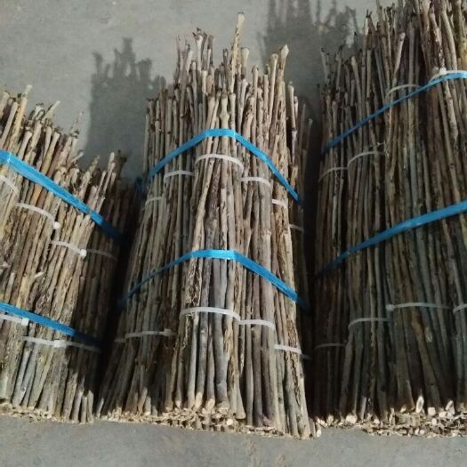 阳信县金蝉  白蜡卵枝批发基地直供一手货源及后期技术指导