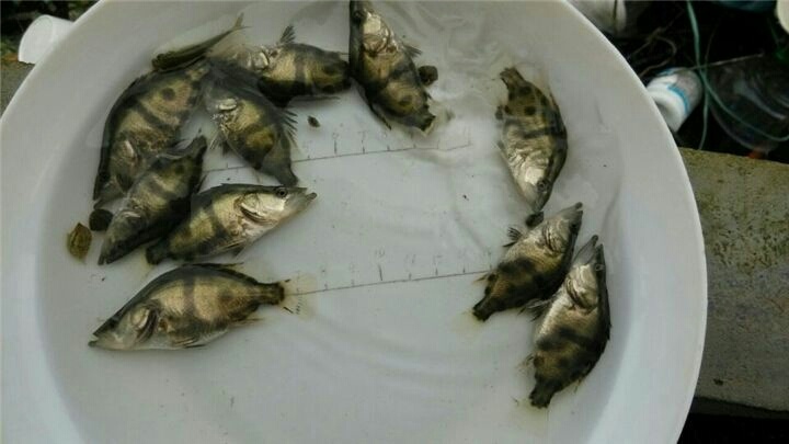 惠东县桂鱼苗 
