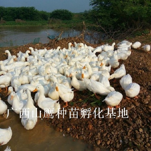 南宁 优选樱桃谷鸭苗-包打疫苗 技术提供