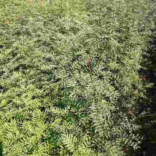 泰安大红袍花椒苗 优质大红袍花椒苗价格