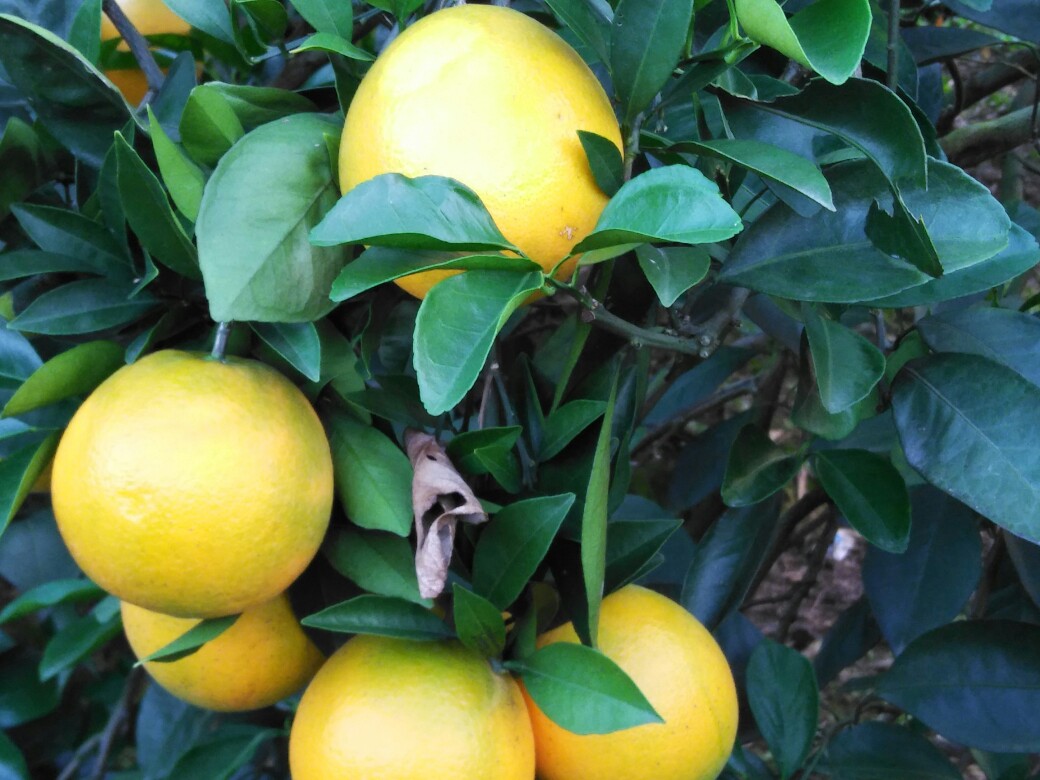 赣南脐橙 70-75mm 4-8两 