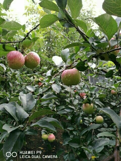泰安华硕苹果苗 1~1.5米