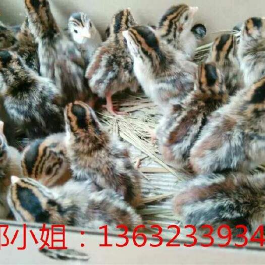 广州珍珠鸡苗 