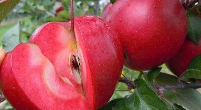 泰安红肉苹果树苗  送技术