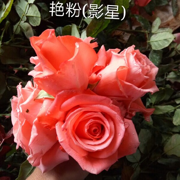 粉色玫瑰苗 玫瑰花苗