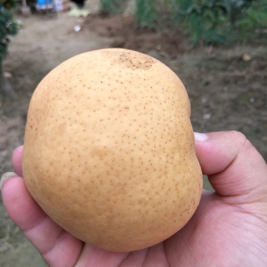 夏邑县晚秋黄梨 400-450g 55mm以上
