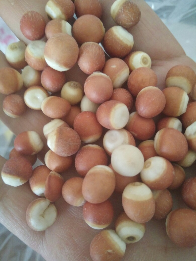 红芡实颗粒饱满均匀无硫，特大粒红