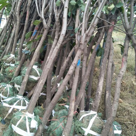 泰安甜心柿苗