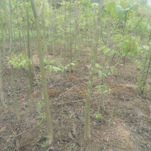简阳市香玲核桃苗