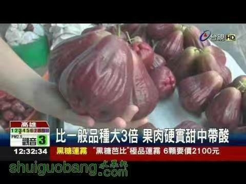 漳浦县黑糖芭比莲雾苗 