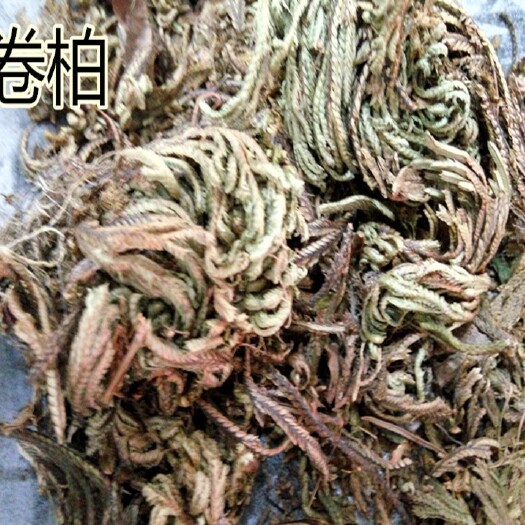 亳州卷柏