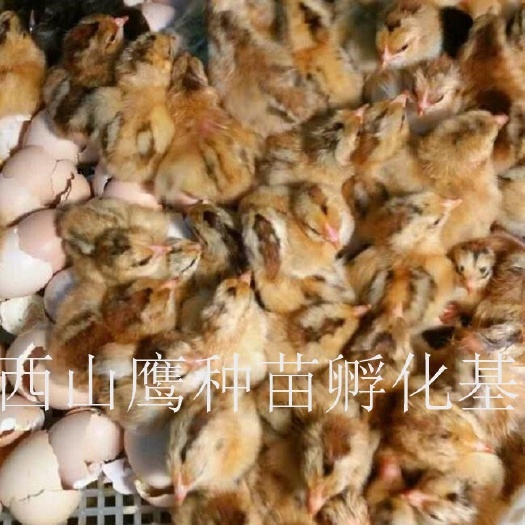 南宁土鸡苗 优质 -包打疫苗