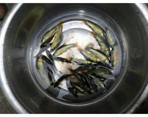 惠东县丁桂鱼苗