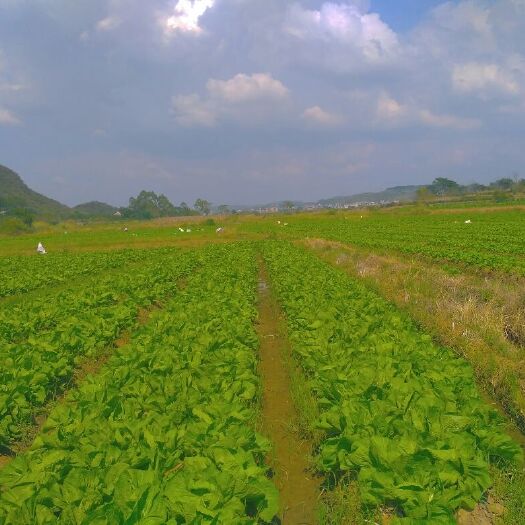富川县包心芥菜 刚刚开始上市，有需要请快联系
