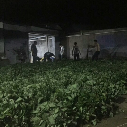 泰安品种草莓苗