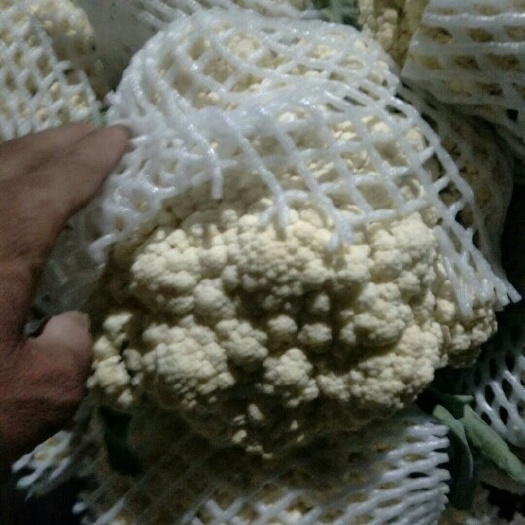 徐州白面青梗松花菜 适中 2~3斤