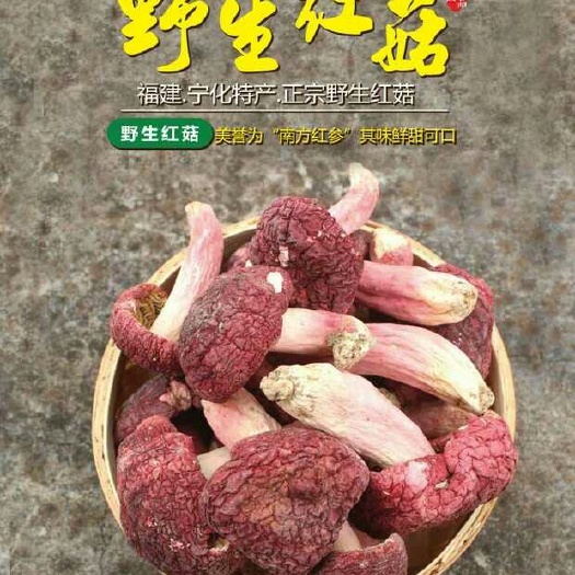 宁化县红蘑菇