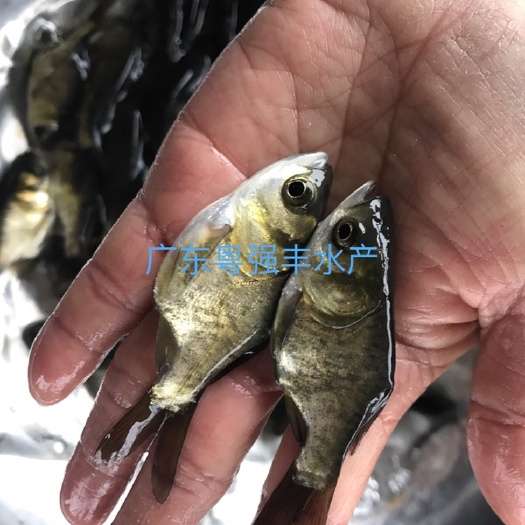 广州缩骨大头鱼苗