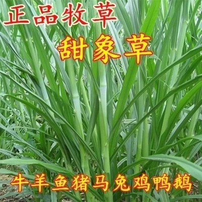 沭阳县甜象草  种子优质牧草种子甜象草种子高蛋白皇竹草种子