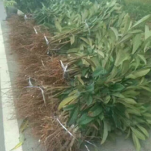 简阳市大五星枇杷苗  枇杷苗