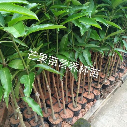 灵山县金煌芒果苗