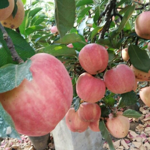 沂水县早熟红富士