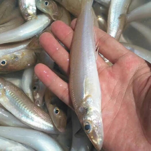 北海沙光鱼 