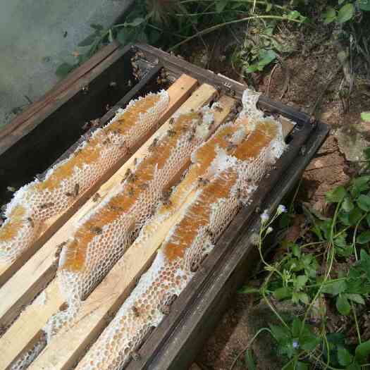 漳州鸭脚木蜜 玻璃瓶装  2年以上