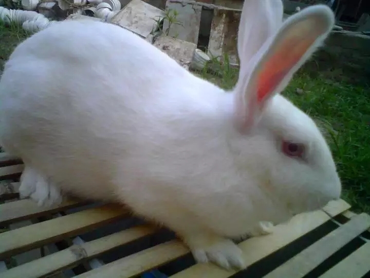 邻水县獭兔种兔 超大型  白玉獭兔皮厚  毛粗 整齐 密度大白玉獭兔大种兔，