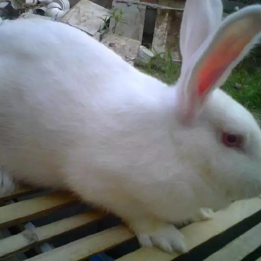獭兔种兔 超大型  白玉獭兔皮厚  毛粗 整齐 密度大白玉獭兔大种兔，