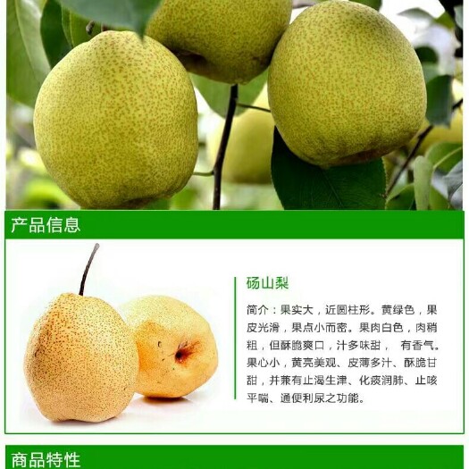 砀山县砀山酥梨 250-300g 75mm以上